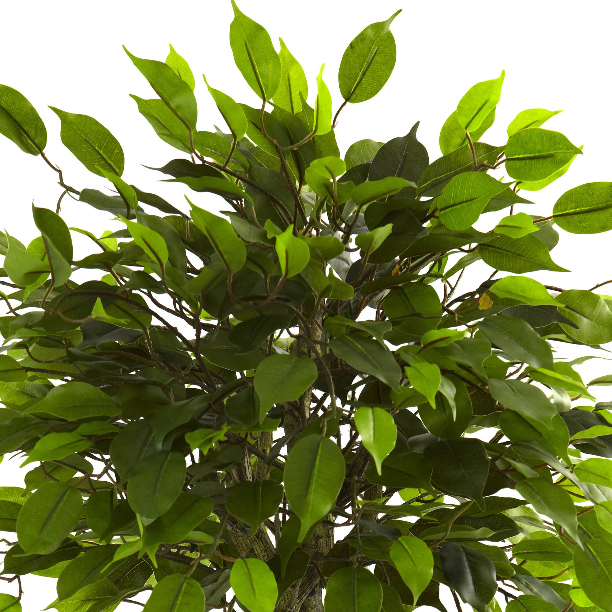 3ft. Potted Ficus Tree